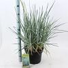 Leymus arenarius 'Blue Dune' Pot 12 liter 30 - 40 cm