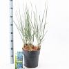 Leymus arenarius 'Blue Dune' Pot 6 liter 30 - 40 cm
