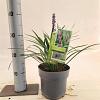 Liriope muscari 'Ingwersen' Pot 2 Liter 20 - 30 cm