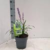 Liriope muscari 'Ingwersen' Pot 2 Liter 20 - 30 cm