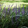 Liriope muscari 'Moneymaker' Pot 2 Liter 20 - 30 cm