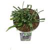 Liriope muscari 'Moneymaker' Pot 2 Liter 20 - 30 cm