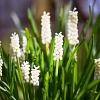 Liriope muscari 'Monroe White' Pot 2 Liter 20 - 30 cm