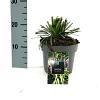 Liriope muscari 'Royal Purple' Pot 2 Liter 20 - 30 cm