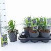 Liriope muscari 'Royal Purple' Pot 2 Liter 20 - 30 cm
