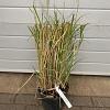 Miscanthus sin. 'Adagio' Pot 5 Liter 