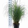 Miscanthus sin. 'Adagio' Pot 12 liter 60 - 80 cm