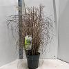 Miscanthus sin. 'Adagio' Pot 12 liter 60 - 80 cm