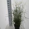 Miscanthus sin. 'Adagio' Pot 12 liter 60 - 80 cm