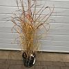Miscanthus sin. 'Augustfeder' Pot 5 Liter 