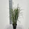 Miscanthus sin. 'Dronning Ingrid' Pot 6 Liter 60 - 80 cm