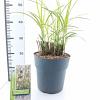 Miscanthus sin. 'Dronning Ingrid' Pot 6 Liter 60 - 80 cm