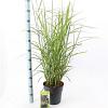 Miscanthus sin. 'Dronning Ingrid' Pot 6 Liter 60 - 80 cm