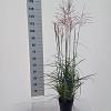 Miscanthus sin. 'Ferner Osten' Pot 3 Liter 