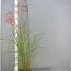 Miscanthus sin. 'Ferner Osten' Pot 3 Liter 50 - 60 cm
