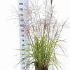 Miscanthus sin. 'Ferner Osten' Pot 6 Liter 60 - 80 cm