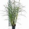 Miscanthus sin. 'Ferner Osten' Pot 6 Liter 60 - 80 cm