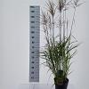 Miscanthus sin. 'Ferner Osten' Pot 6 Liter 60 - 80 cm