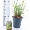 Miscanthus sin. 'Ferner Osten' Pot 6 Liter 60 - 80 cm