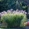 Miscanthus sin. 'Flamingo' Pot 3 Liter 50 - 60 cm