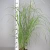 Miscanthus sin. 'Flamingo' Pot 3 Liter 50 - 60 cm