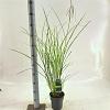 Miscanthus sin. 'Gracillimus' Pot 2 Liter40 - 60 cm
