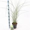 Miscanthus sin. 'Gracillimus' Pot 2 Liter40 - 60 cm