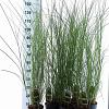 Miscanthus sin. 'Gracillimus' Pot 2 Liter40 - 60 cm