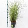 Miscanthus sin. 'Gracillimus' Pot 6 Liter 60 - 80 cm
