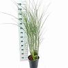 Miscanthus sin. 'Gracillimus' Pot 6 Liter 60 - 80 cm