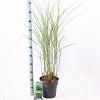 Miscanthus sin. 'Gracillimus' Pot 6 Liter 60 - 80 cm