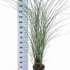 Miscanthus sin. 'Gracillimus' Pot 6 Liter 60 - 80 cm