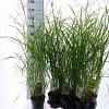 Miscanthus sin. 'Herman Mussel' Pot 2 Liter