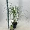 Miscanthus sin. 'Herman Mussel' Pot 2 Liter