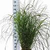 Miscanthus sin. 'Herman Mussel' Pot 12 liter 60 - 80 cm