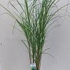 Miscanthus sin. 'Herman Mussel' Pot 12 liter 60 - 80 cm