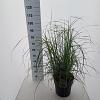 Miscanthus sin. 'Herman Mussel' Pot 12 liter 60 - 80 cm