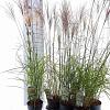 Miscanthus sin. 'Kleine Silbersp.' Pot 2 Liter40 - 60 cm