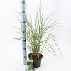 Miscanthus sin. 'Kleine Silbersp.' Pot 2 Liter40 - 60 cm