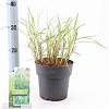 Miscanthus sin. 'Little Zebra' Pot 2 Liter40 - 60 cm