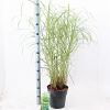 Miscanthus sin. 'Little Zebra' Pot 6 Liter 60 - 80 cm