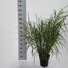 Miscanthus sin. 'Little Zebra' Pot 6 Liter 60 - 80 cm