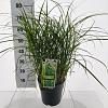 Miscanthus sin. 'Little Zebra' Pot 6 Liter 60 - 80 cm