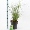 Miscanthus sin. 'Little Zebra' Pot 6 Liter 60 - 80 cm