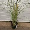 Miscanthus sin. 'Malepartus' Pot 5 Liter 