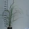 Miscanthus sin. 'Malepartus' Pot 3 Liter 50 - 60 cm