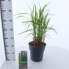Miscanthus sin. 'Malepartus' Pot 6 Liter 60 - 80 cm
