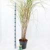 Miscanthus sin. 'Malepartus' Pot 6 Liter 60 - 80 cm