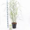 Miscanthus sin. 'Malepartus' Pot 6 Liter 60 - 80 cm