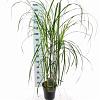 Miscanthus sin. 'Malepartus' Pot 6 Liter 60 - 80 cm